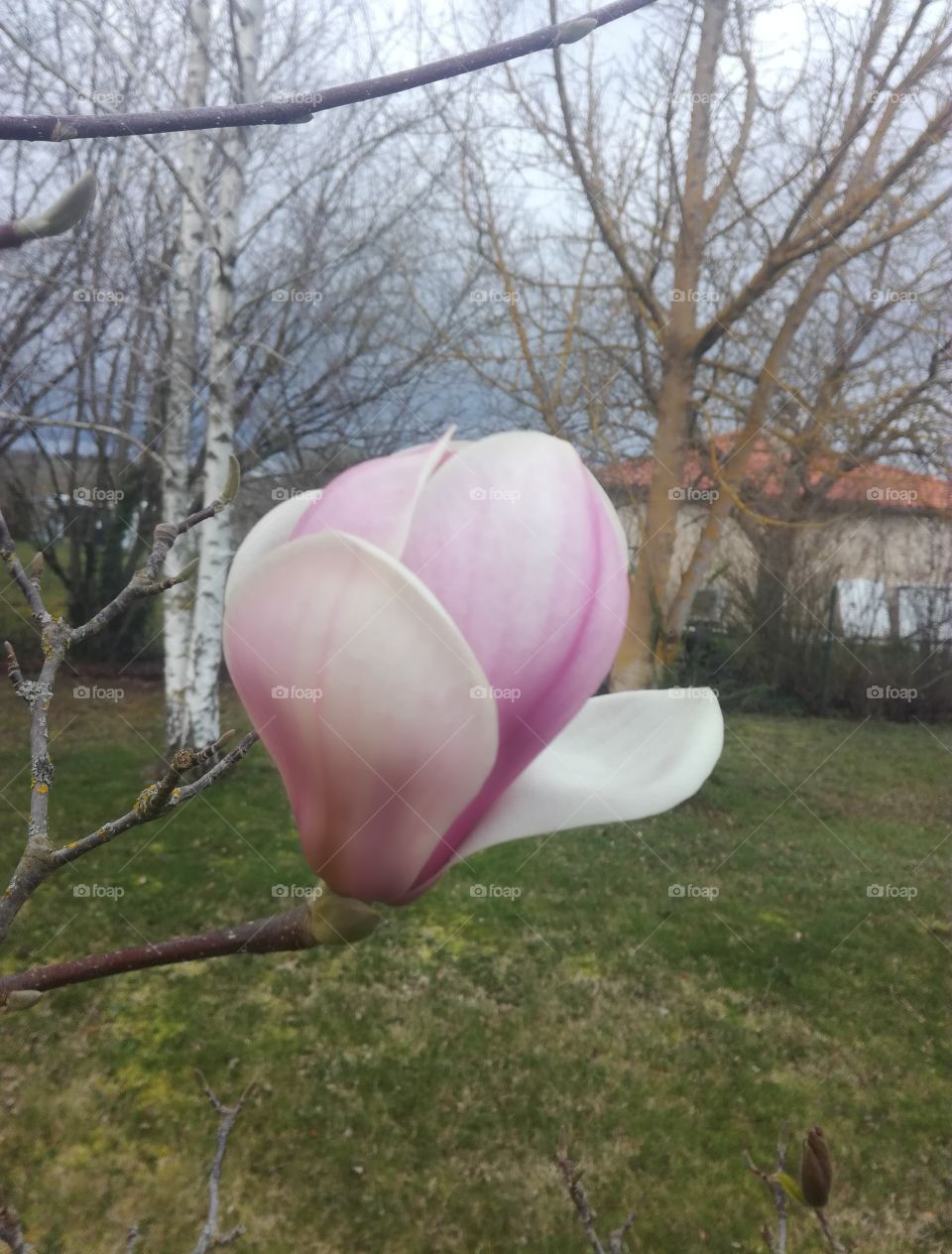magnolia,flower, fleur