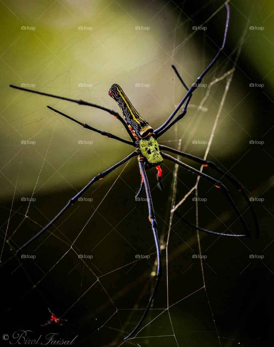 Golden Orb Weaving Spider