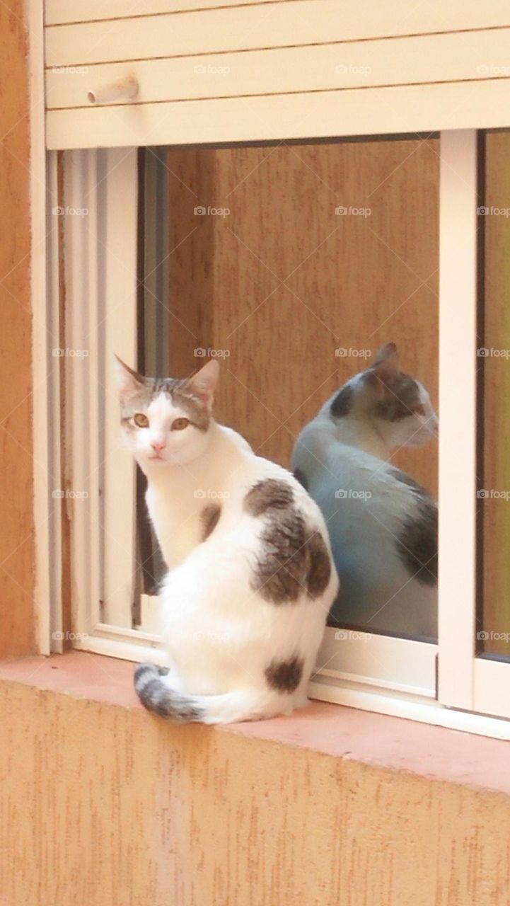 cat and its shadow in mirror