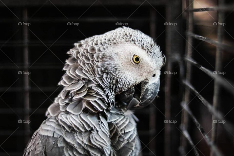 Parrot