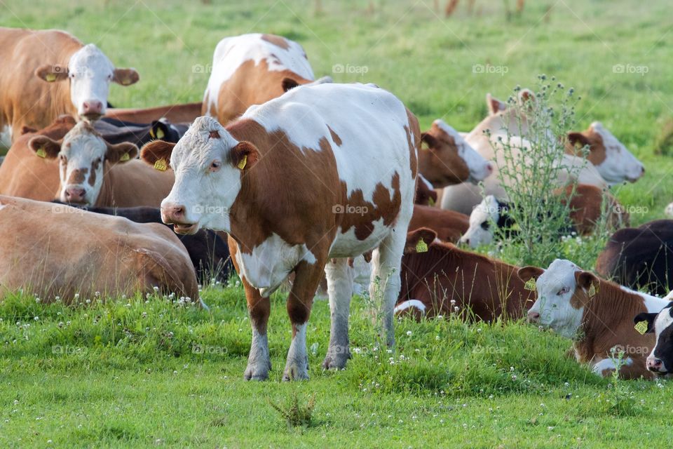 Cows on pasture . Cows on pasture 