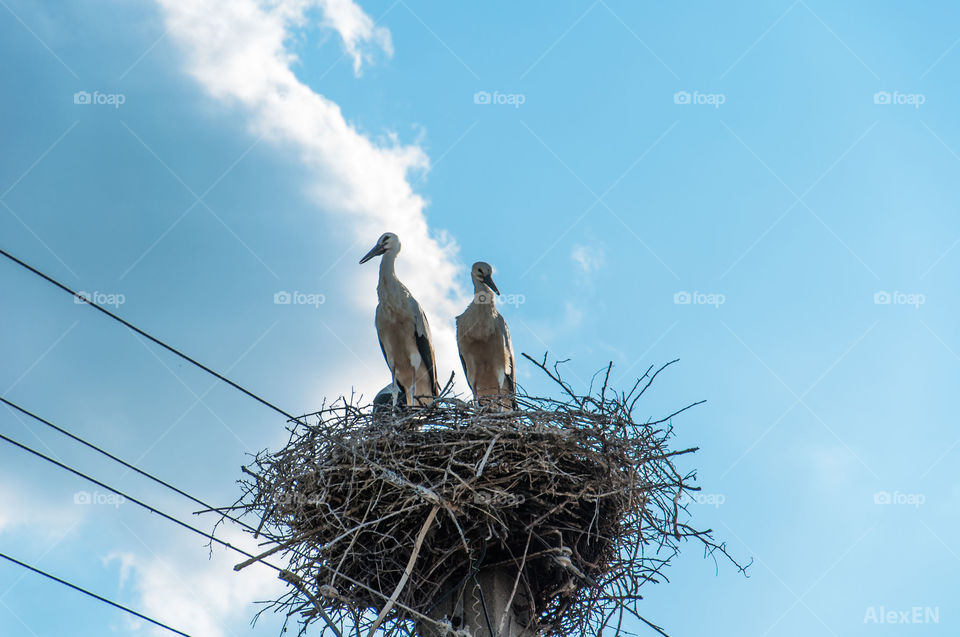 Storks