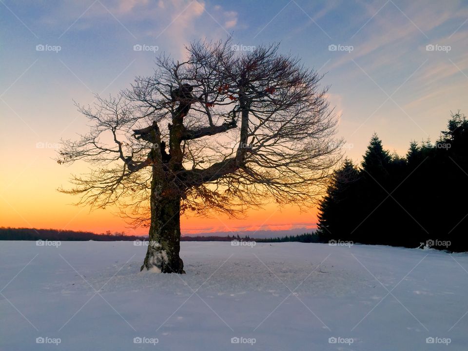 View of bare tree during sunset in winter