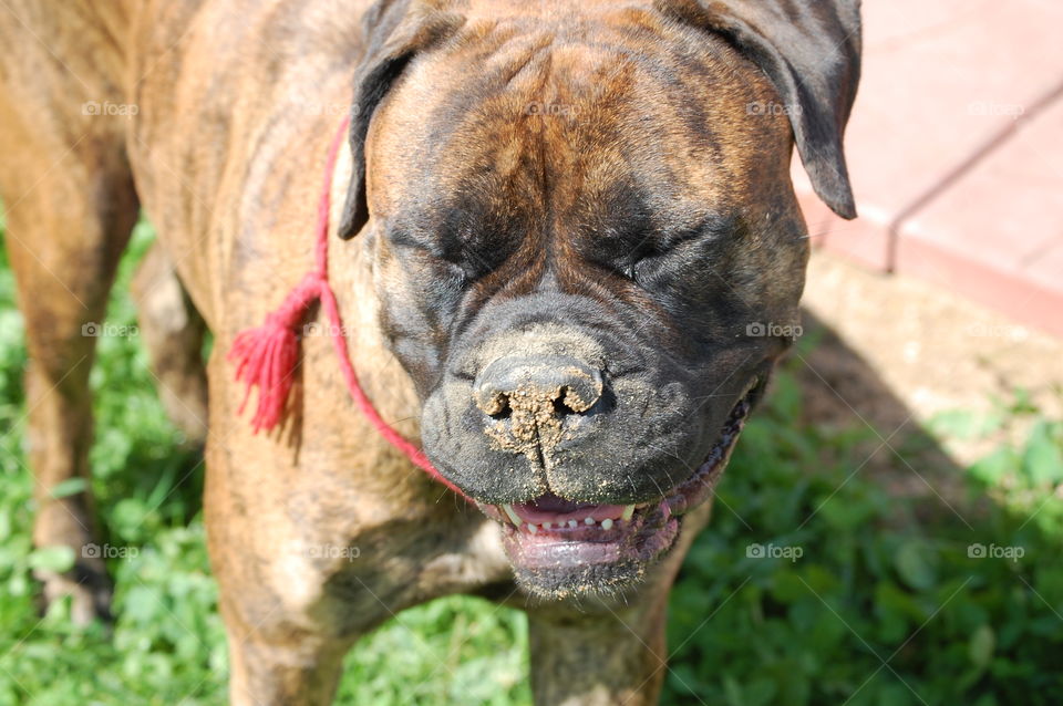 bullmastiff Lily