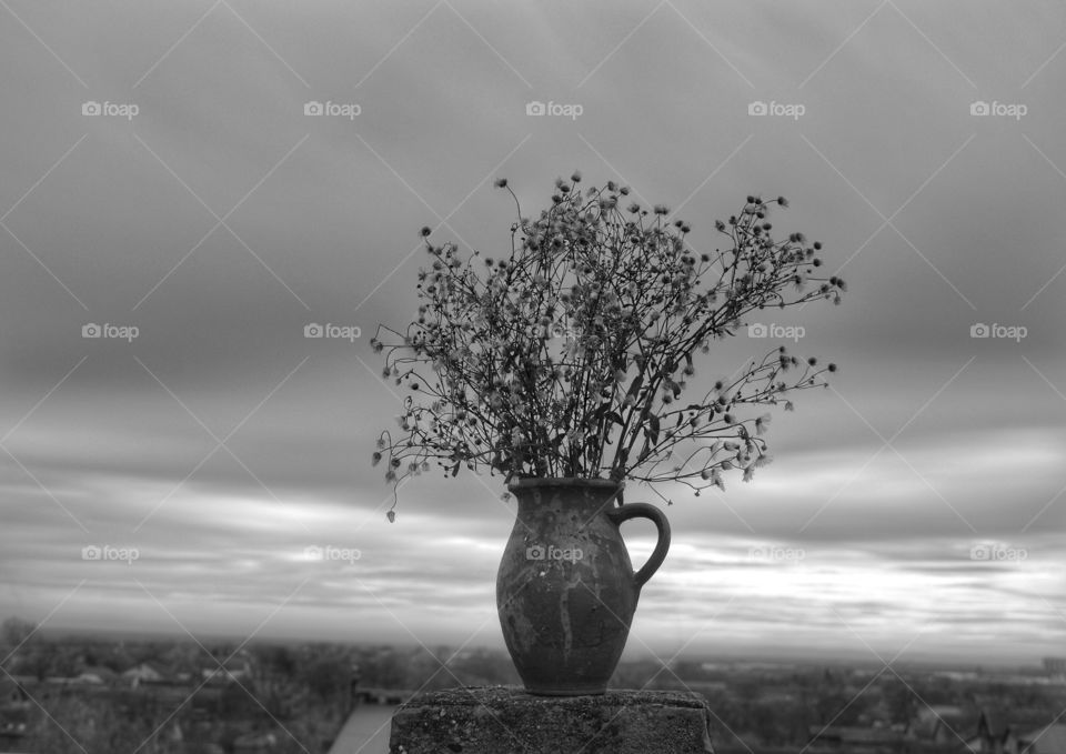 Tree, Nature, Landscape, Sky, Dawn