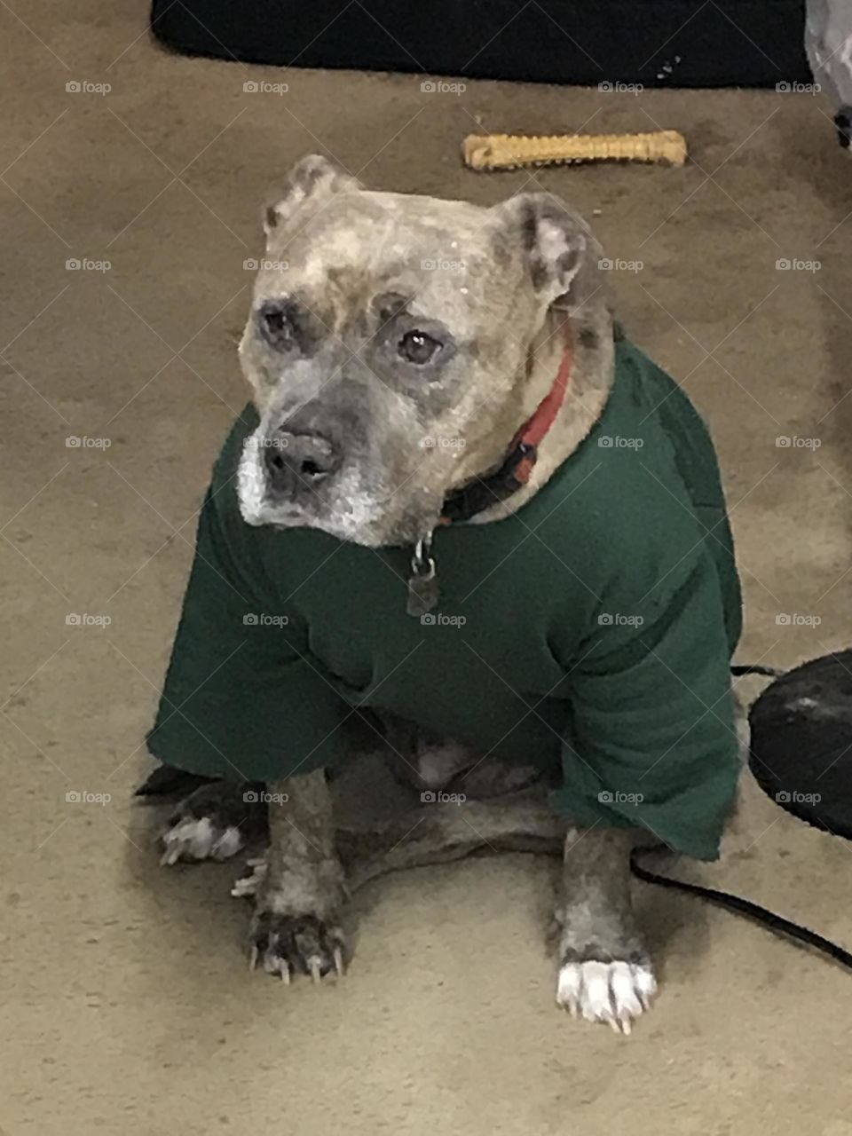 A pitt bull named Diva. She looks so cute in the green sweatshirt as she sits there waiting.