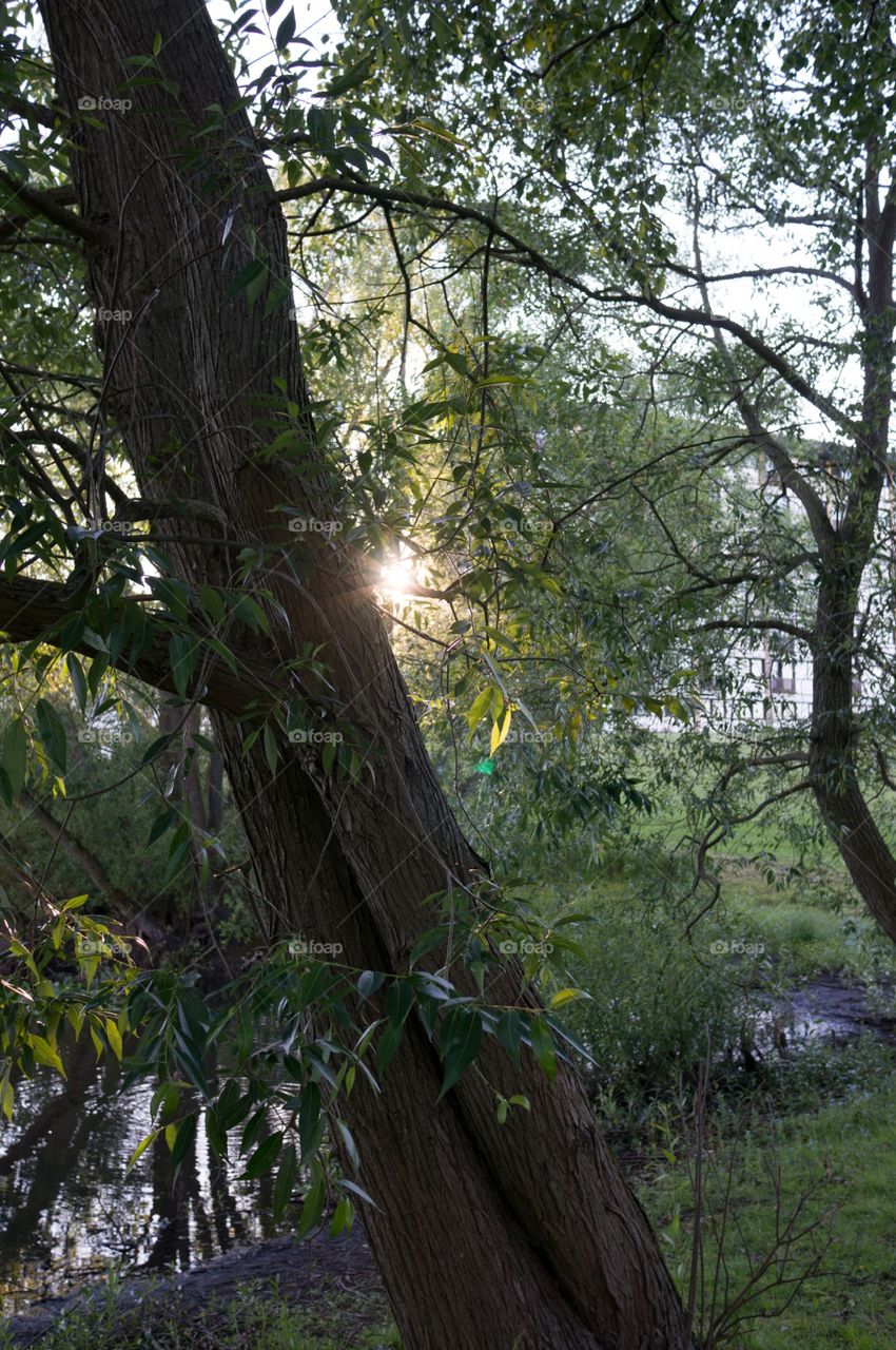 Sun through leaves 