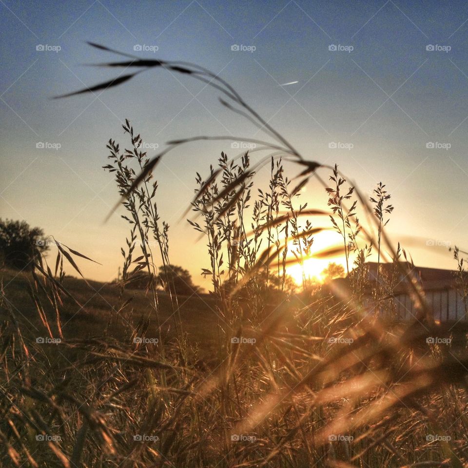 Light at golden hour. Took this with my iphone4s