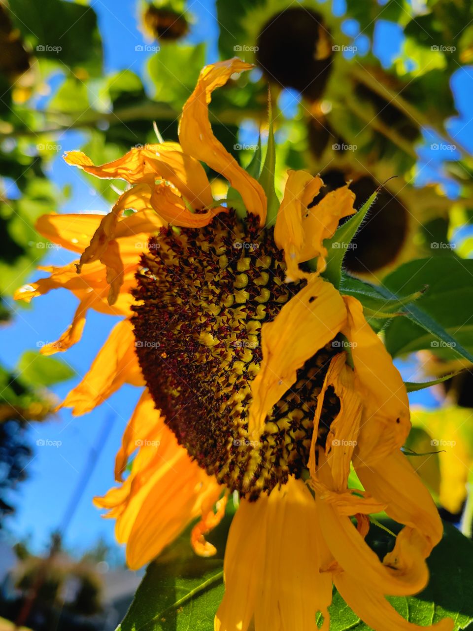 wilted Sunflower in the garden