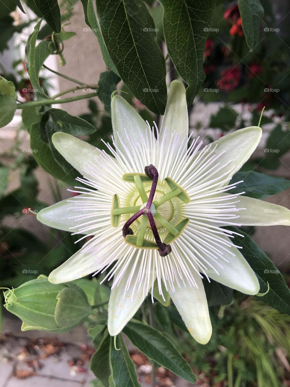 Unusual flower 