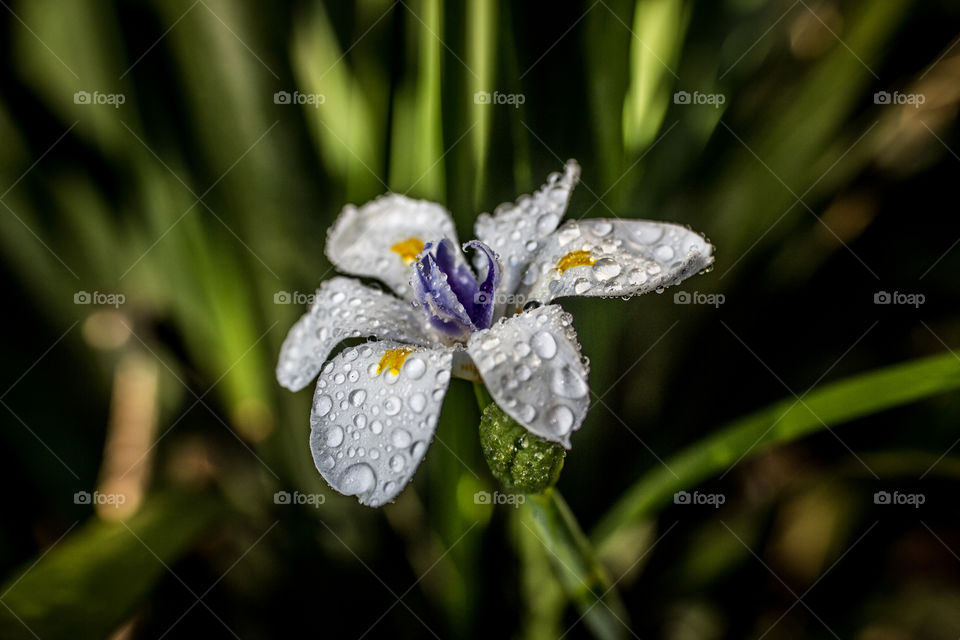 wet flower in the garden