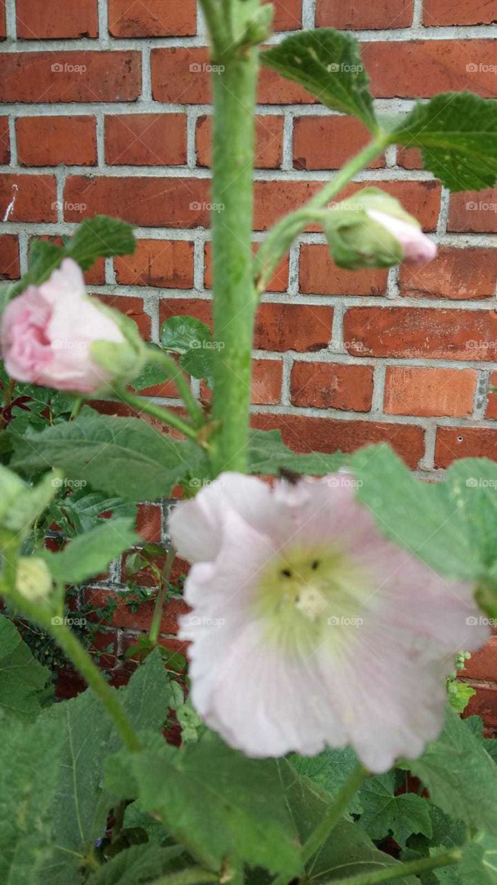 Stockrosen an einer Hauswand