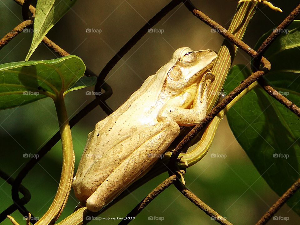 frog of the day. yellow frog