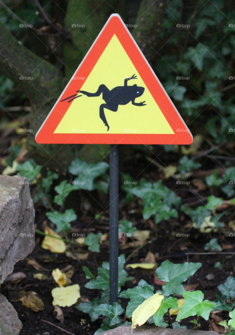 Frog sign in forest