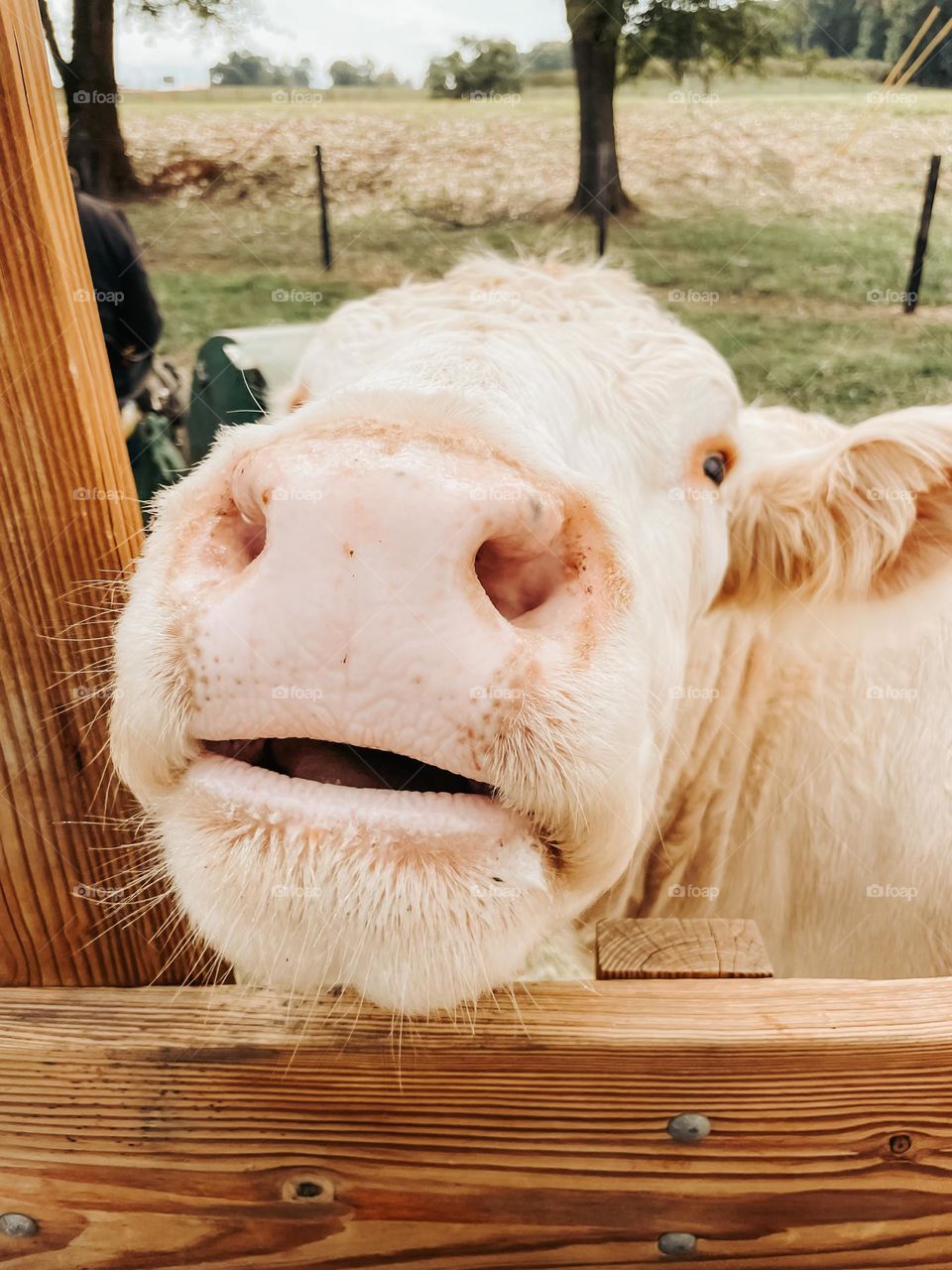 A cow’s face 