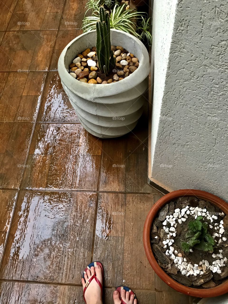 My plants in the rain 