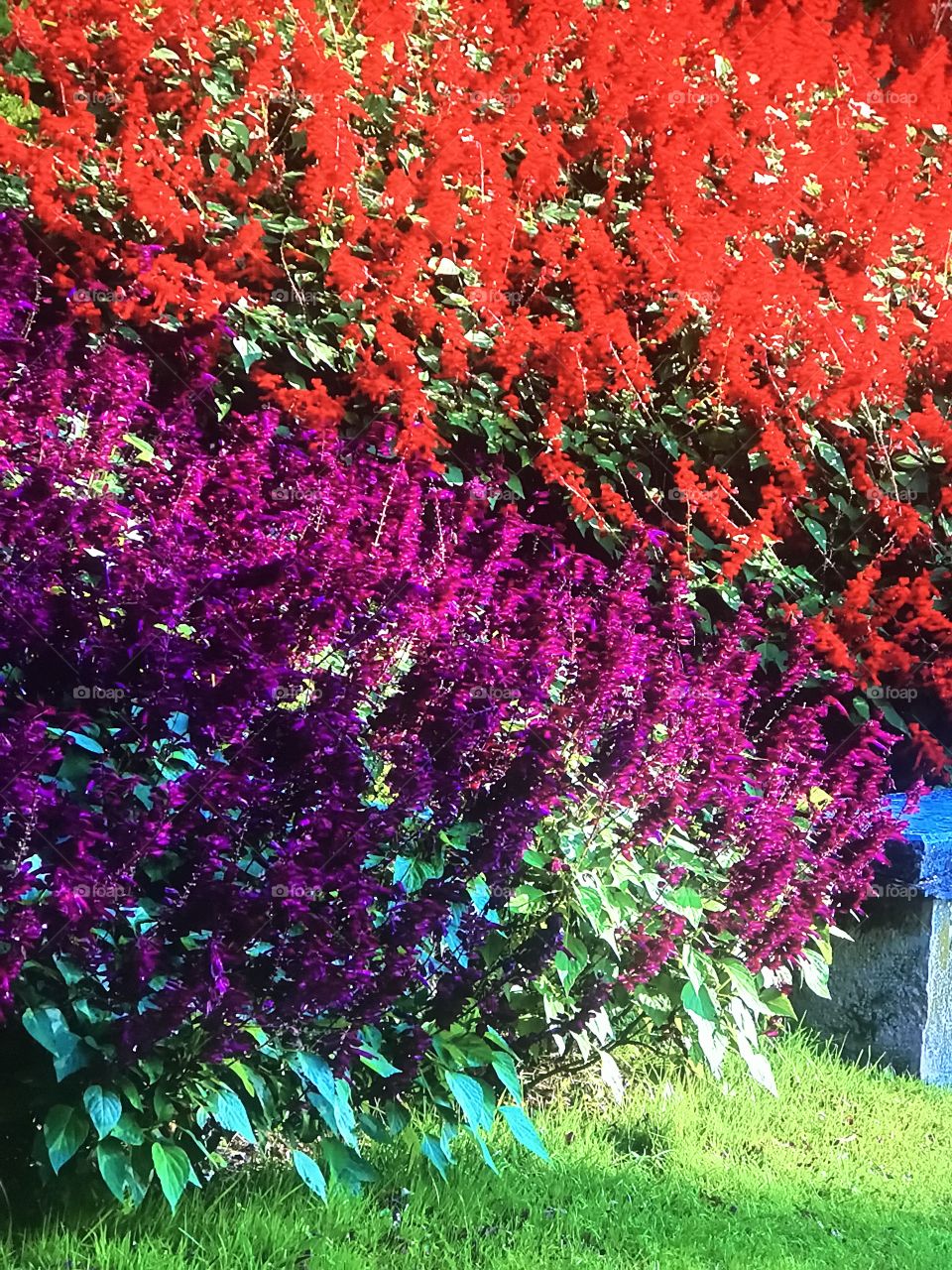 Japanese american garden 