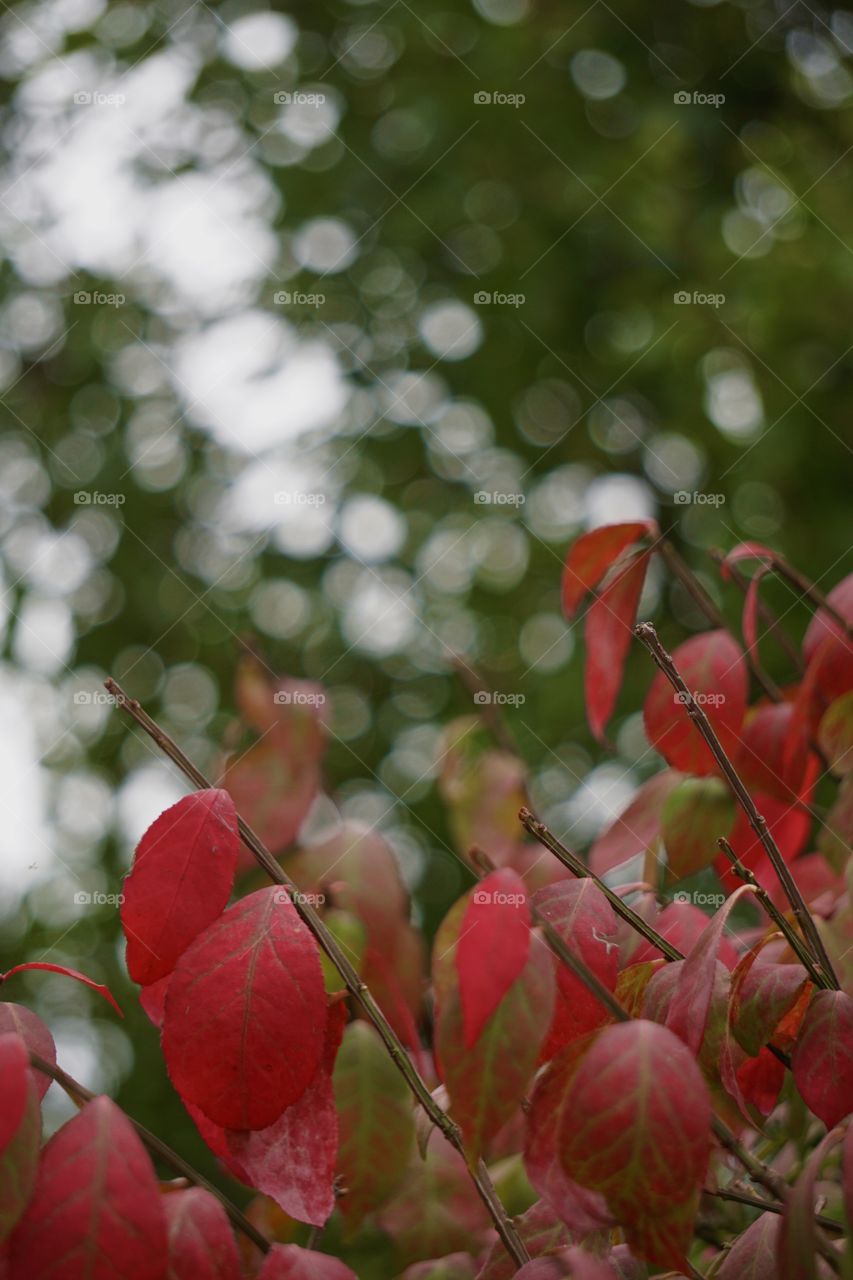 Bokeh + burning bush 