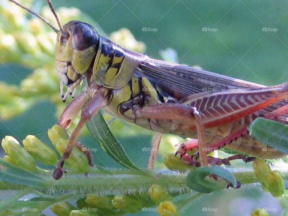 grasshopper