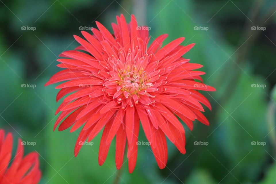 Beautiful flowers have the power to brighten up any space and bring a sense of peace and calm to their surroundings