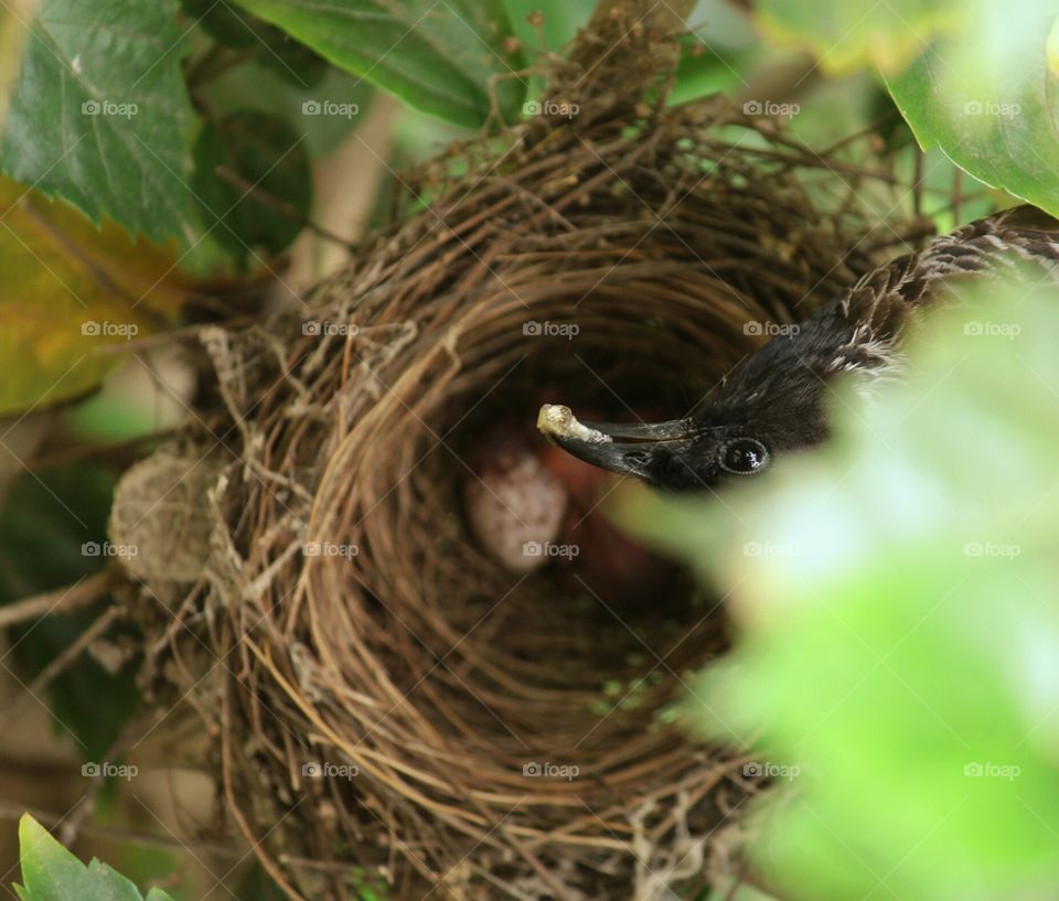 nest. a bird looking upto my camera while feeding its nestlings