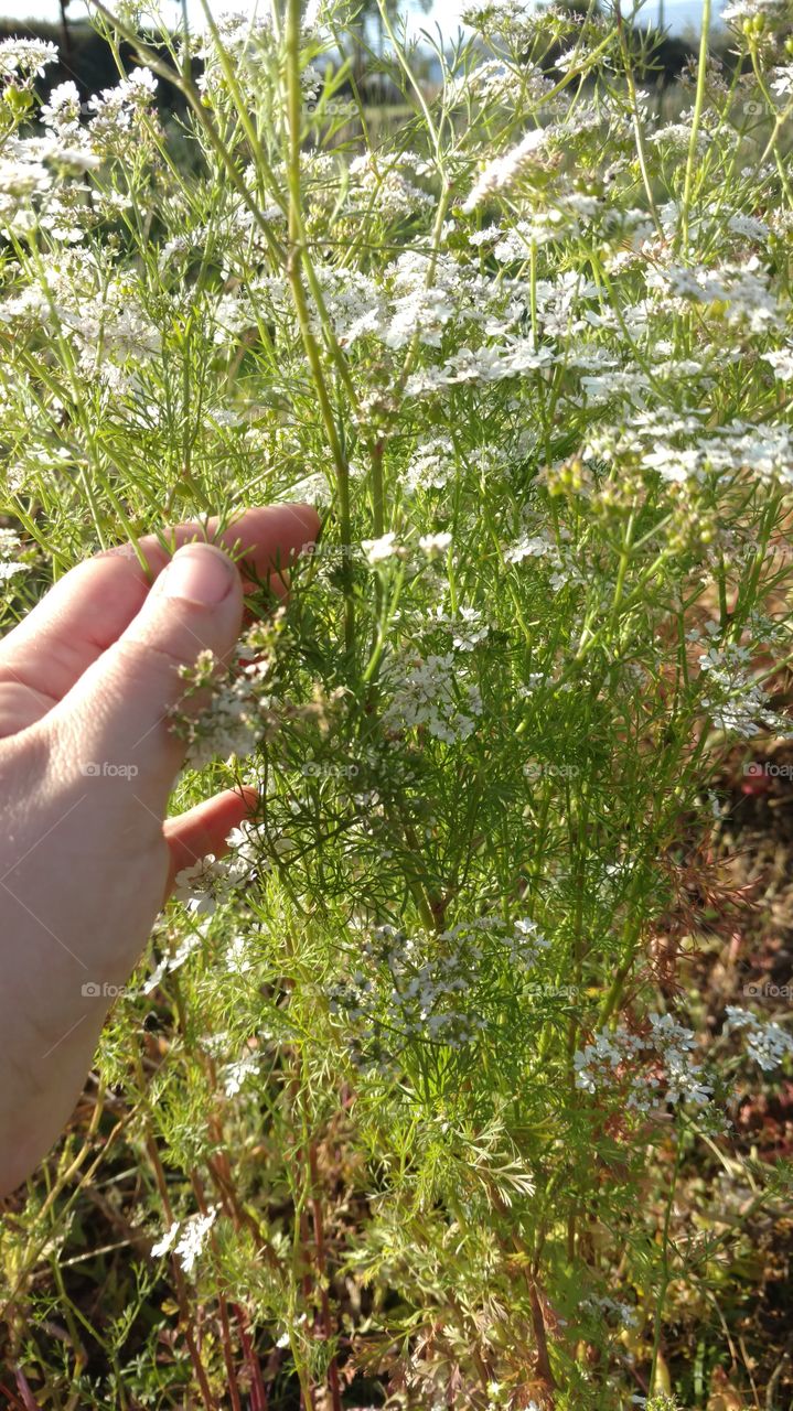blooming dill