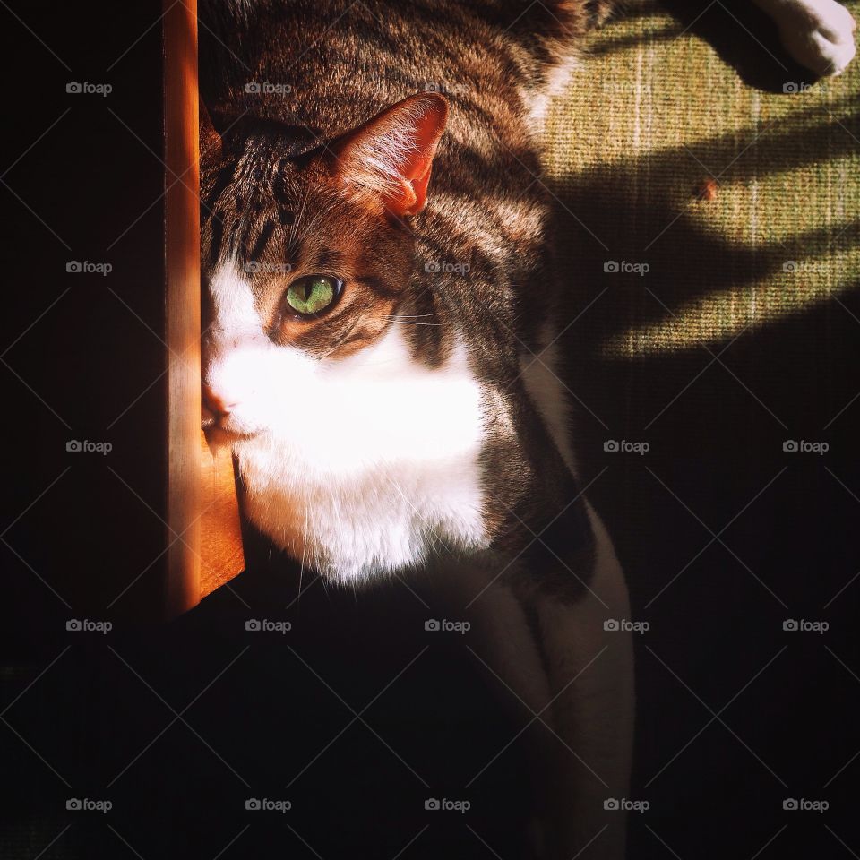 Cat in low light shadow