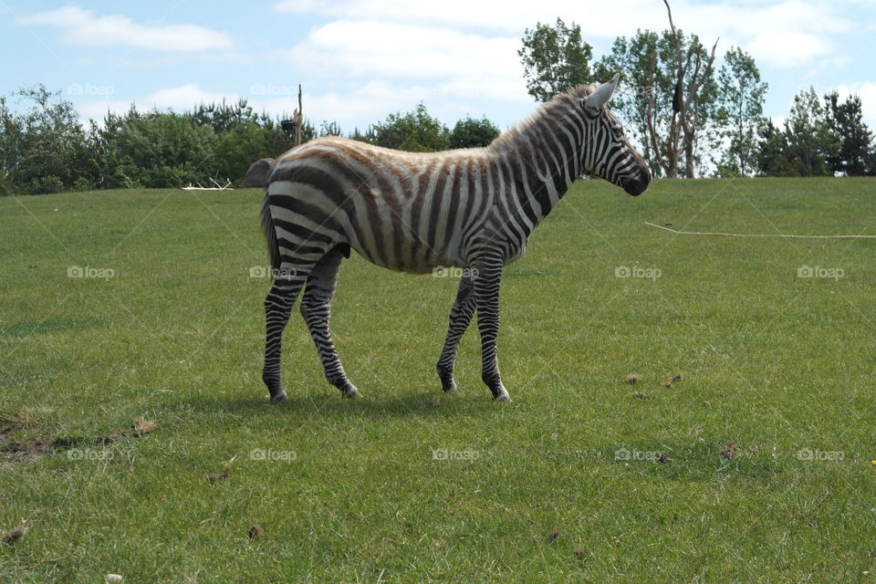 Zebra. Lonely zebra 
