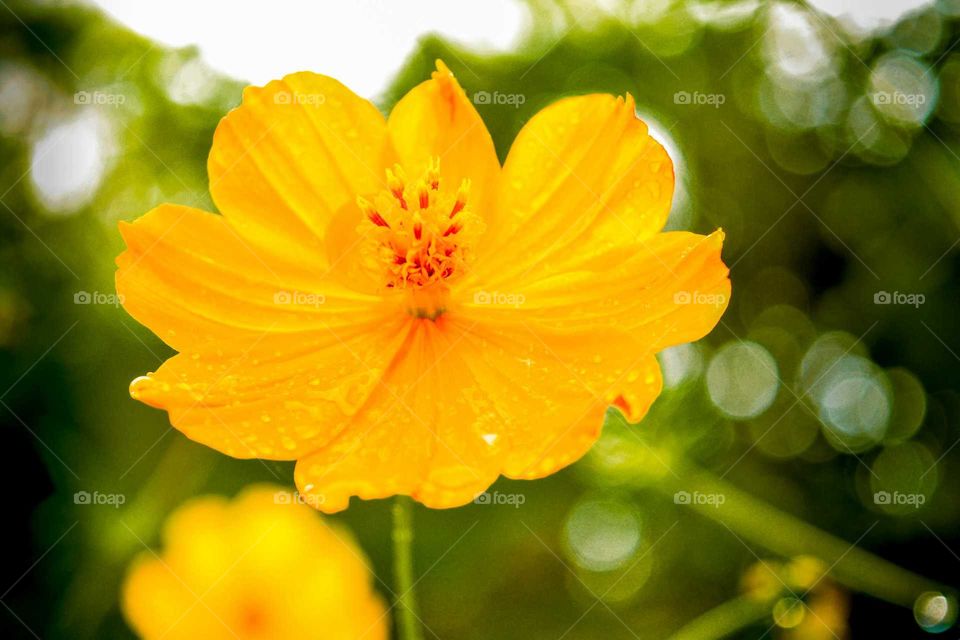 beautiful yellow flower shoot. outdoor garden and field shot of lovely flowers