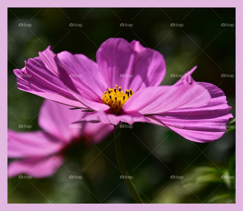 Cosmos flower 