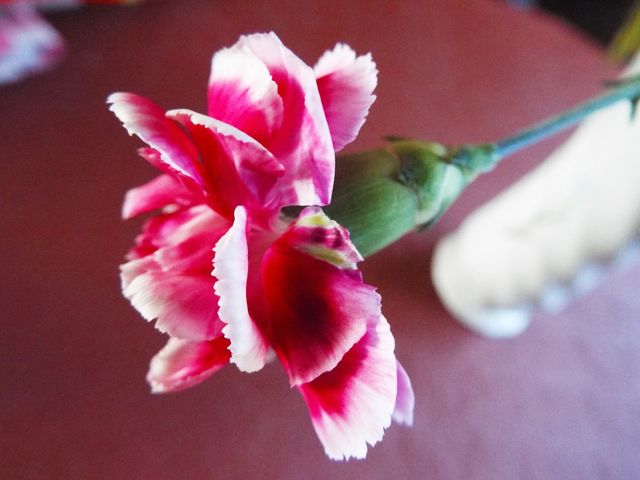 A Red Chrysanthemum 
