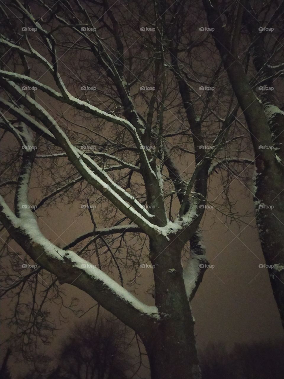 trees in the night