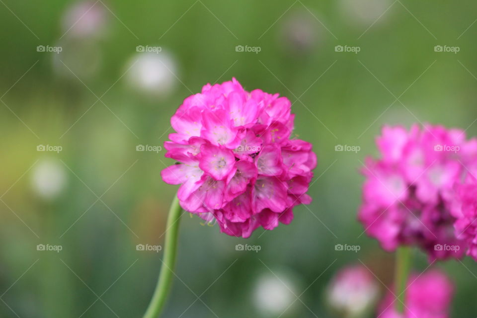 Close-up of pink flower