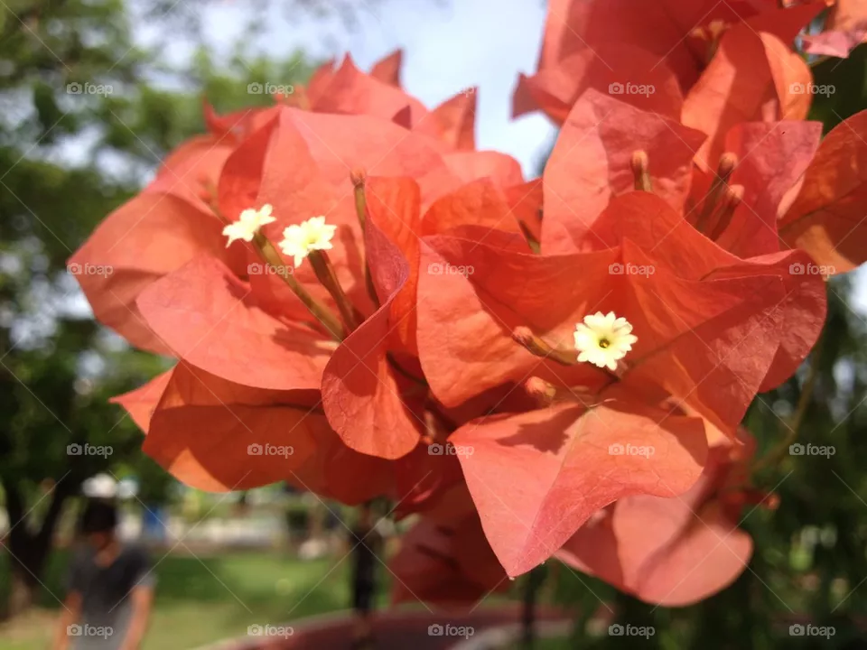 Blooming