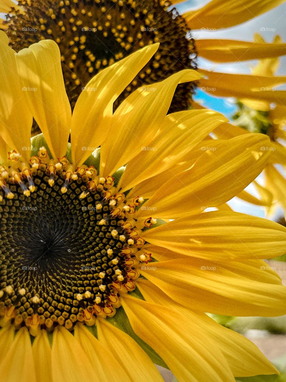 As the sunflower blooms…