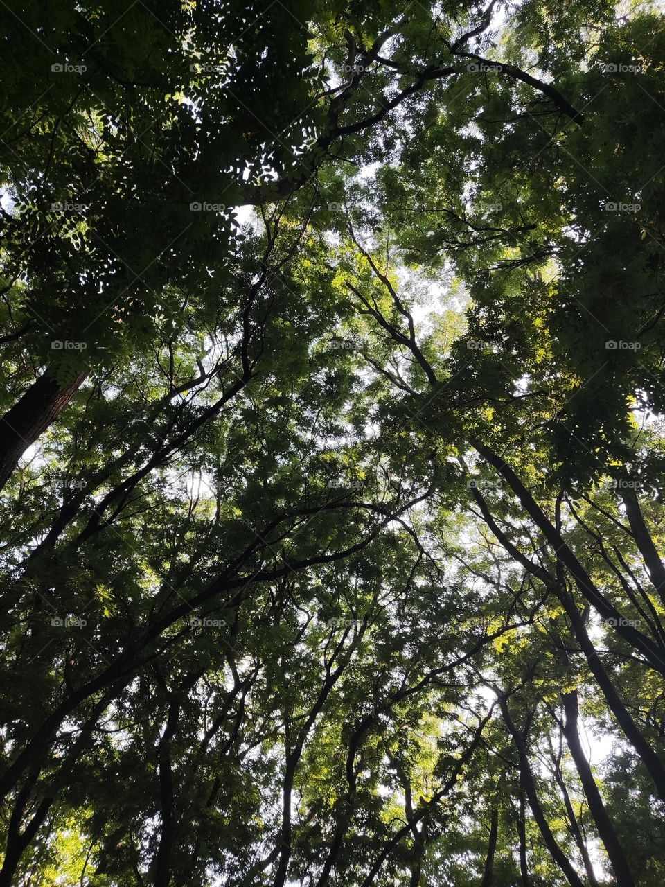 In the forest you should raise your head more often, because there is magic there too.