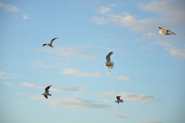 Seagulls