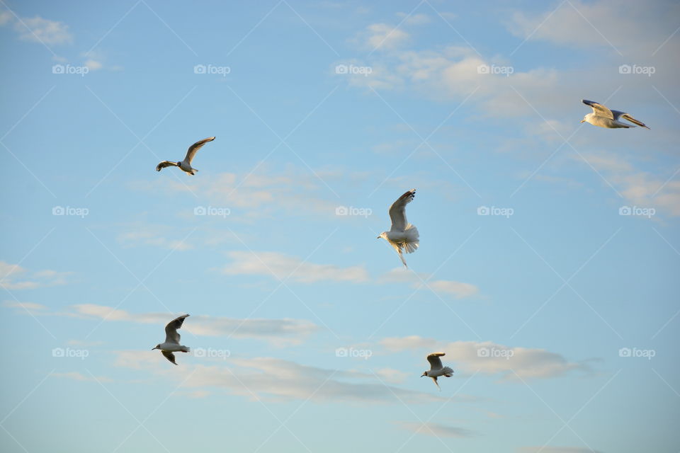 Seagulls