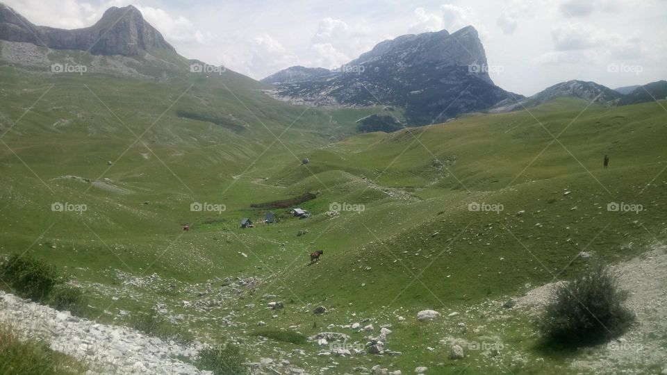 Mountain pasture cattle in the valley