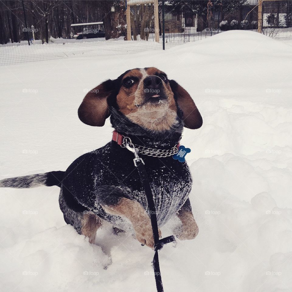 Snow dog