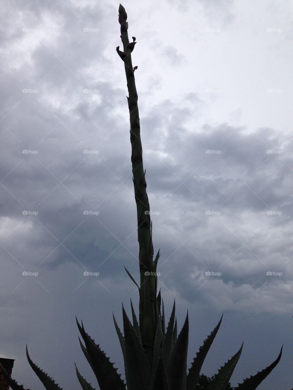 Blooming agave. Agave that is blooming