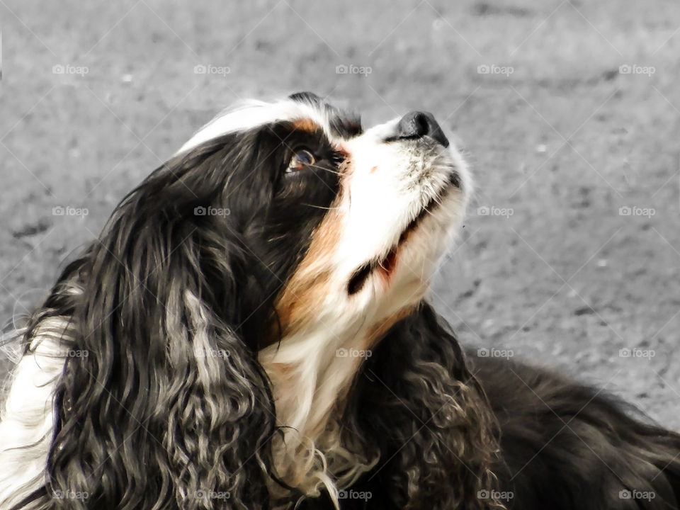 Bernese Mountain dog