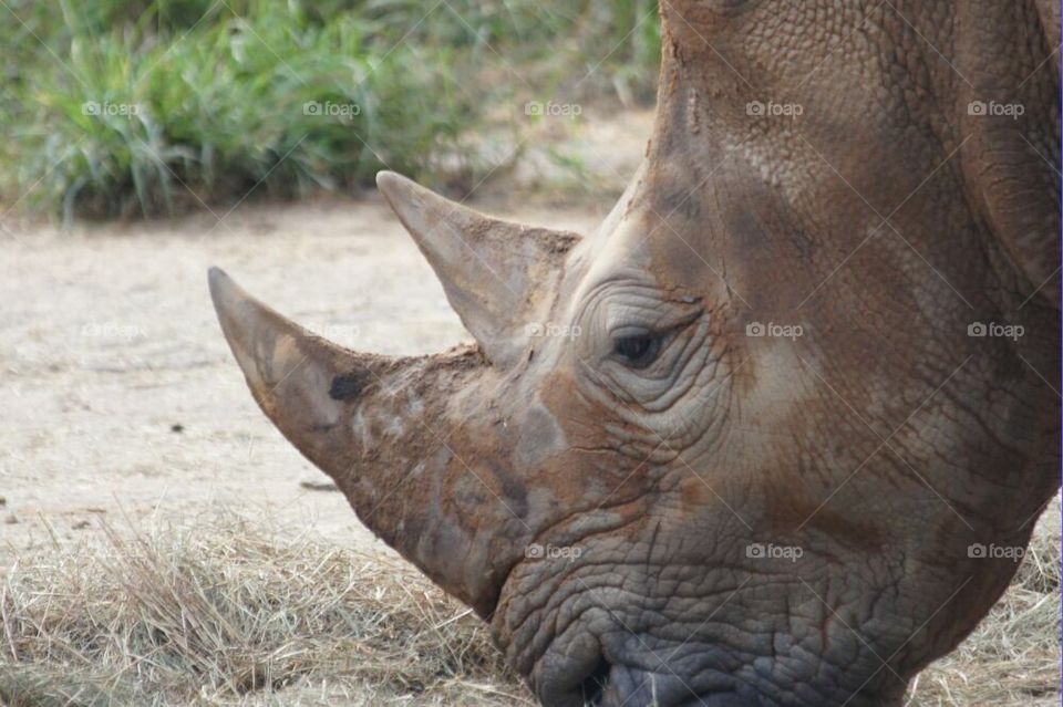Rhino face