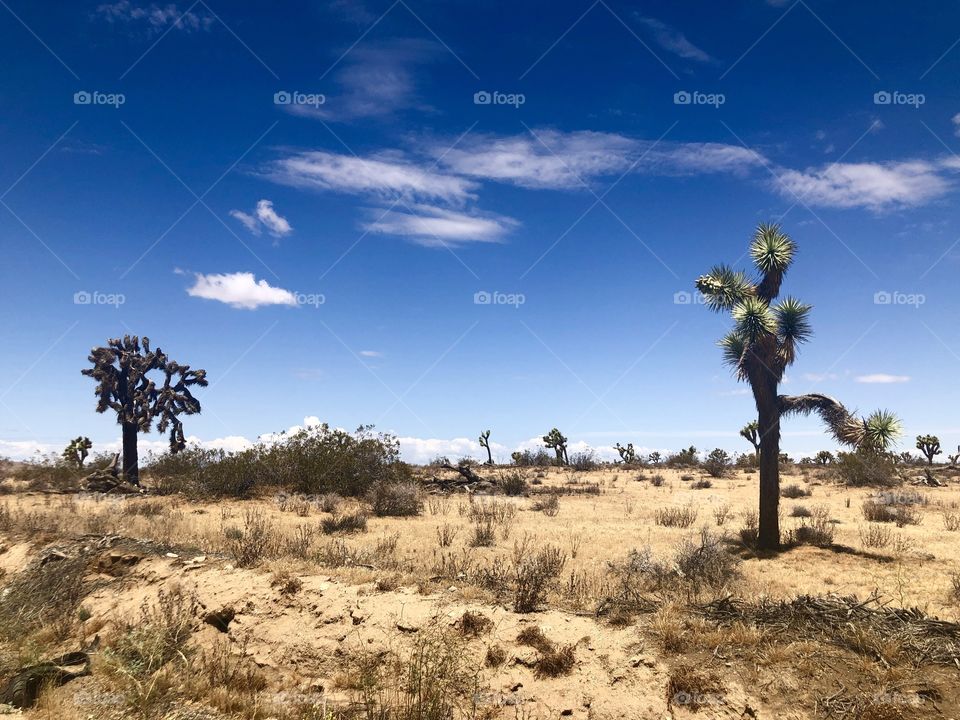 Desertscape 