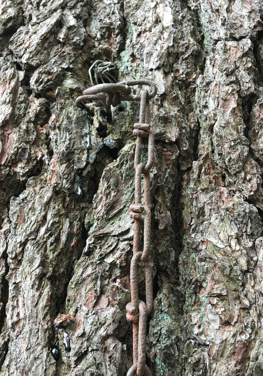 Old chain hanging on tree bark