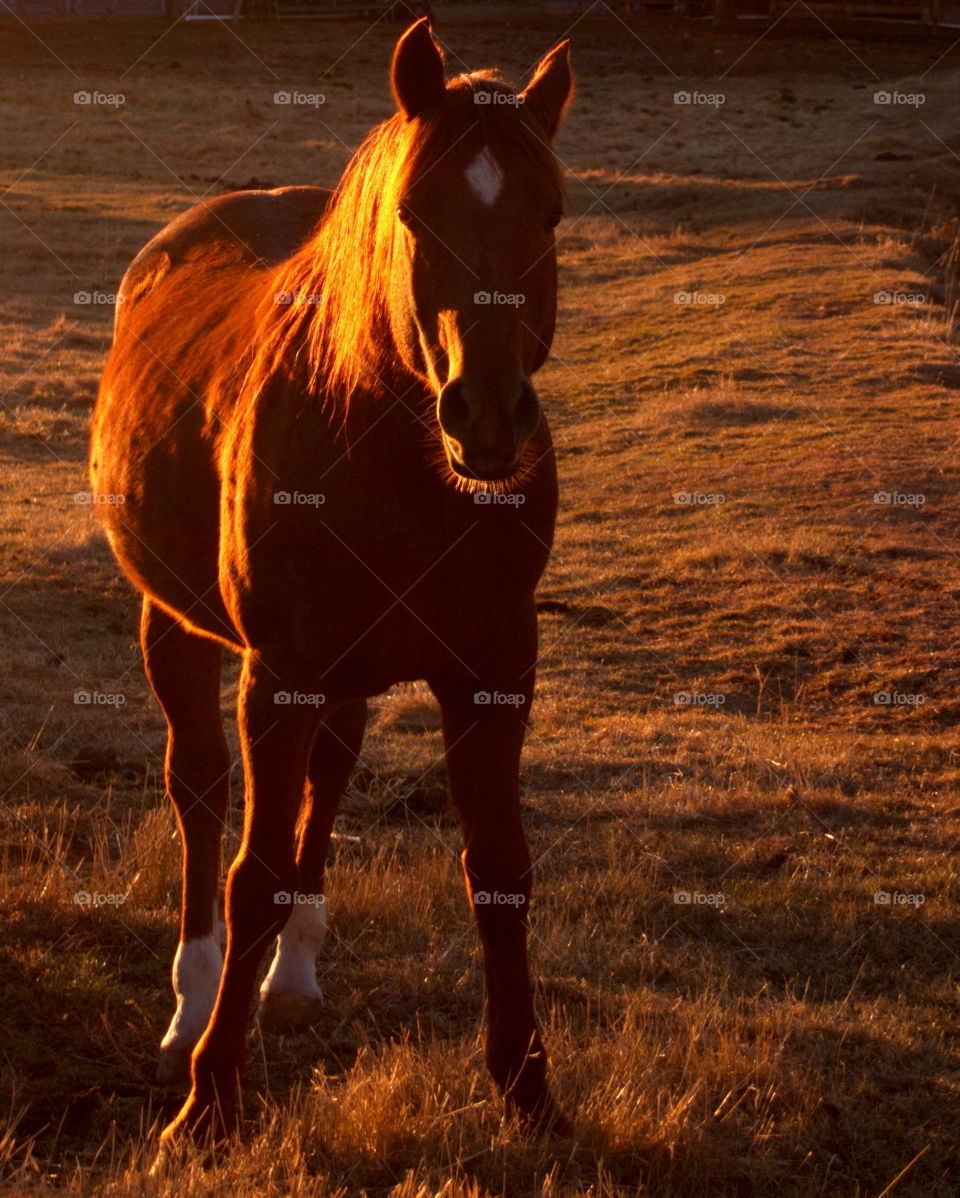 A horses hair glows during golden hour as the sun sets on a Central Oregon day. 