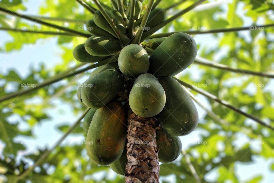 Papaya tree bears fruit.