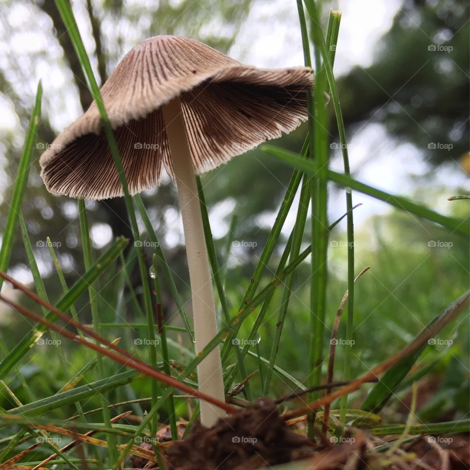 Tiny mushroom.