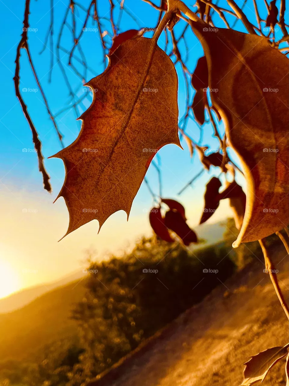 Fall 🏝️