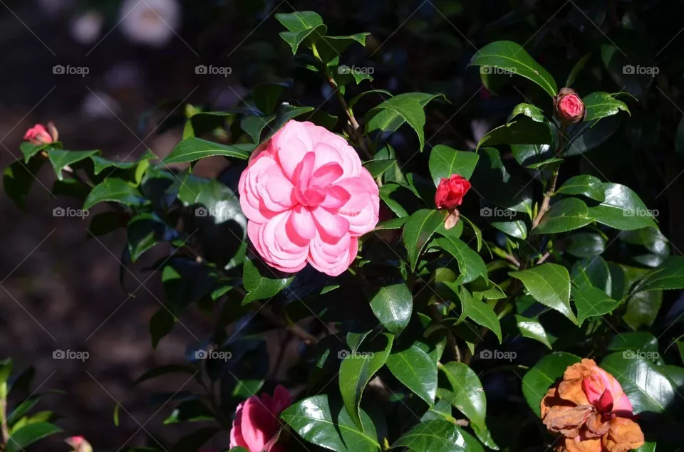 Pink flower